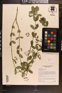 Chamaesyce hyssopifolia image