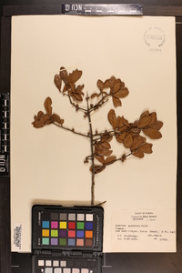 Quercus myrtifolia image