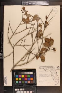 Quercus myrtifolia image