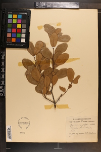 Quercus myrtifolia image