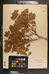 Quercus myrtifolia image