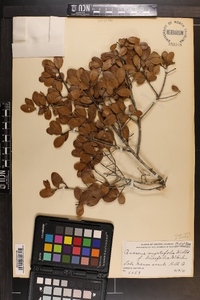 Quercus myrtifolia image