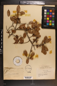 Quercus myrtifolia image
