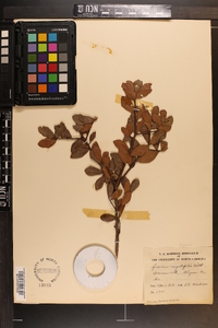 Quercus myrtifolia image