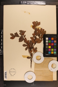 Quercus myrtifolia image