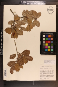 Quercus myrtifolia image