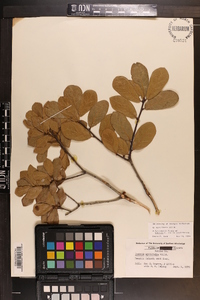 Quercus myrtifolia image