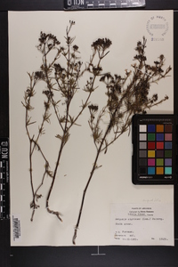 Stenaria nigricans image