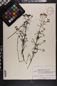 Stenaria nigricans image