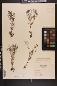 Houstonia longifolia image