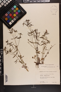 Houstonia longifolia image