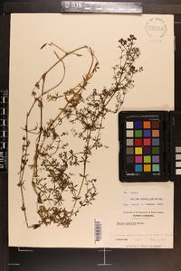 Galium asprellum image