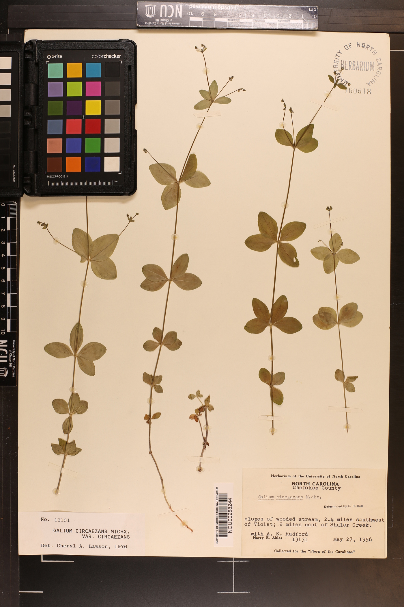 Galium circaezans var. circaezans image