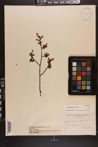 Ulmus alata image