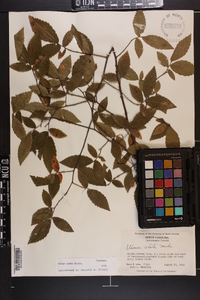 Ulmus alata image