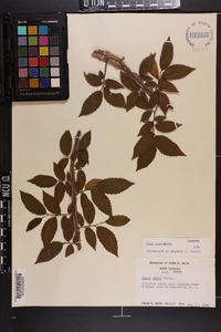 Ulmus alata image