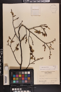 Ulmus alata image