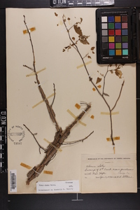 Ulmus alata image