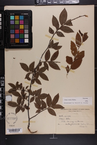 Ulmus alata image