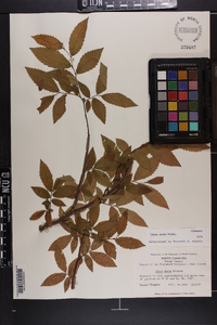 Ulmus alata image