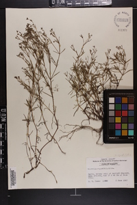 Stenaria nigricans image