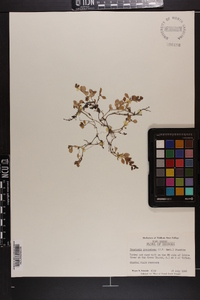 Houstonia procumbens image