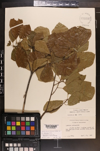 Quercus arkansana image