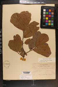 Quercus arkansana image