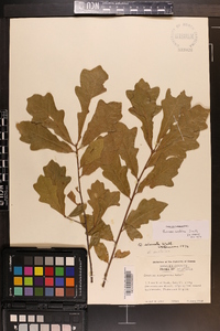 Quercus austrina image