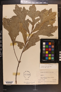 Quercus austrina image