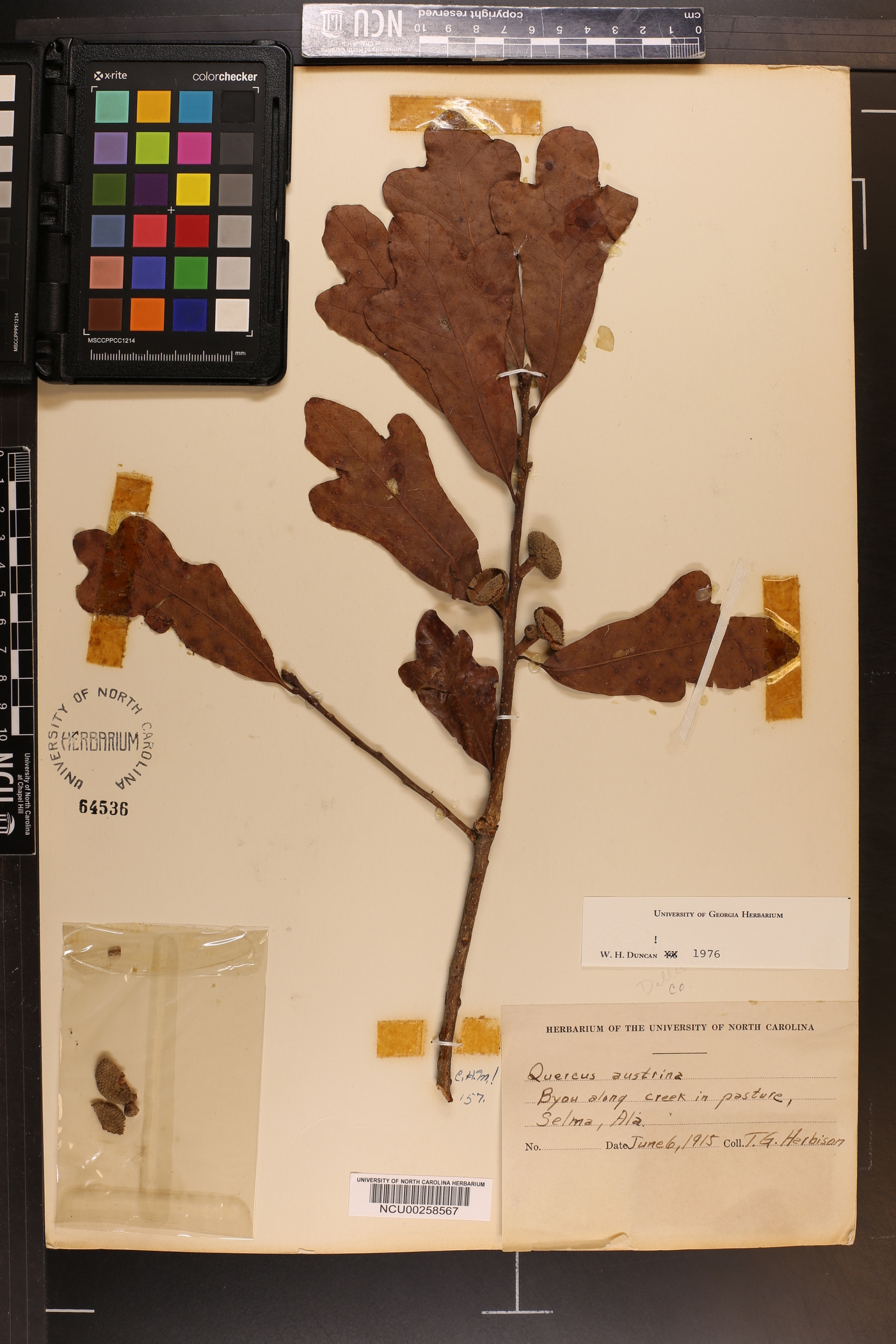 Quercus austrina image