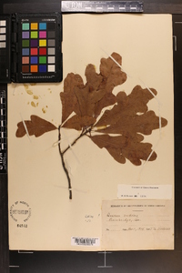 Quercus austrina image