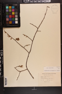 Ulmus alata image