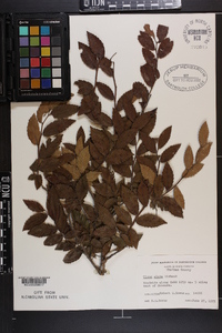 Ulmus alata image