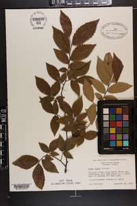 Ulmus alata image