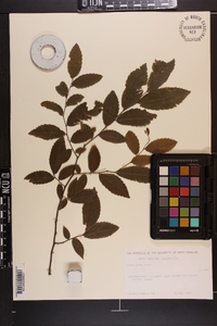 Ulmus alata image