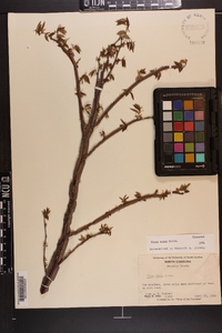 Ulmus alata image