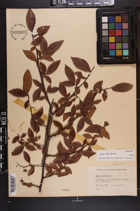 Ulmus alata image