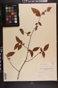 Ulmus alata image