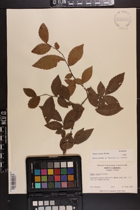 Ulmus alata image