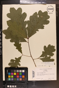 Quercus austrina image