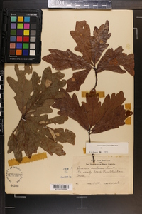 Quercus austrina image