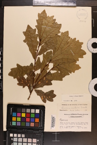 Quercus austrina image