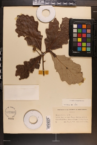 Quercus bicolor image