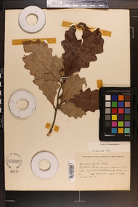 Quercus bicolor image