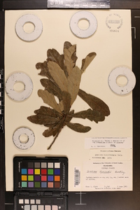 Quercus sinuata image