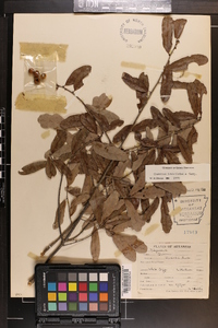 Quercus sinuata image