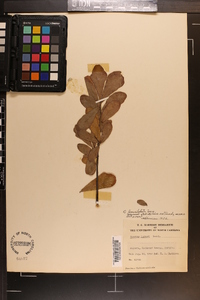 Quercus sinuata image