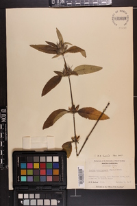 Ruellia caroliniensis image