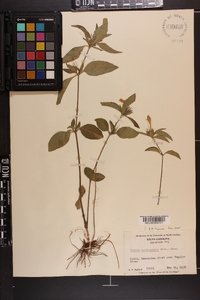 Ruellia caroliniensis image